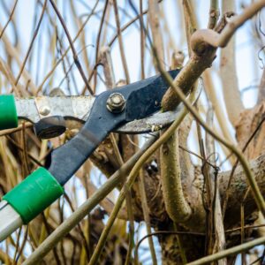 Tree branch being cut by heavy-duty clippers